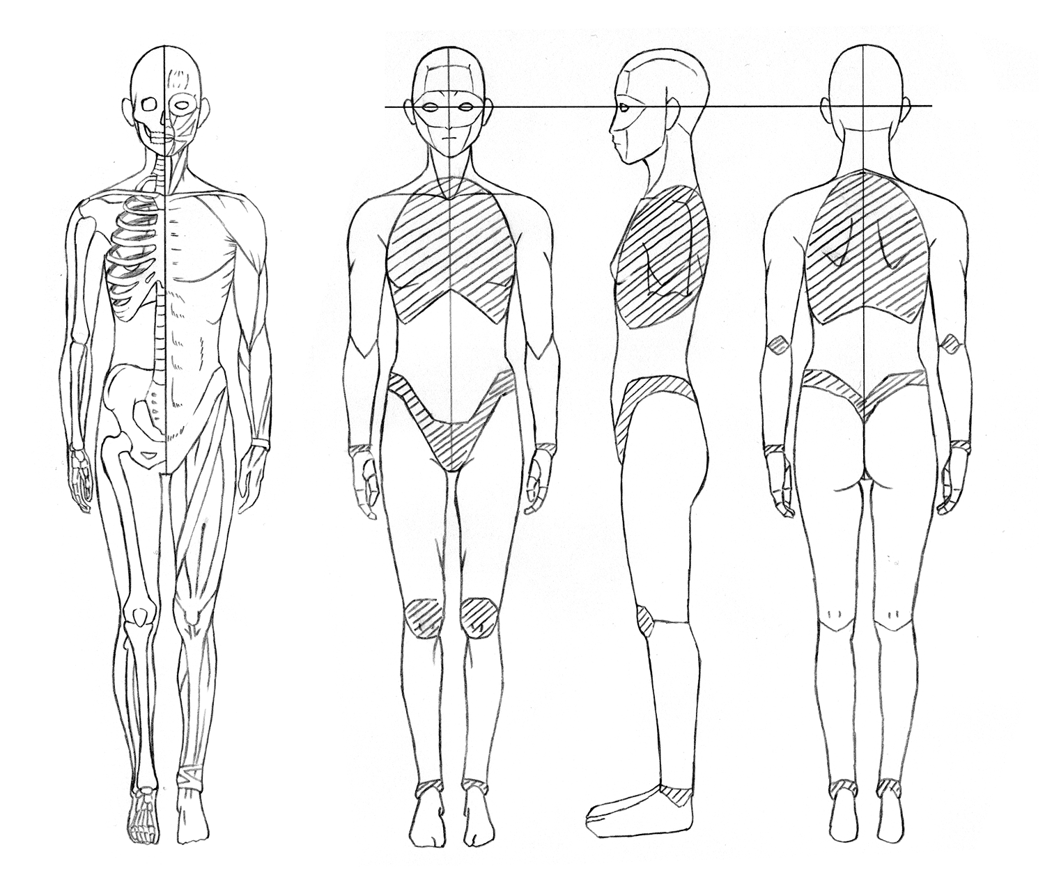 骨格と筋肉の画像